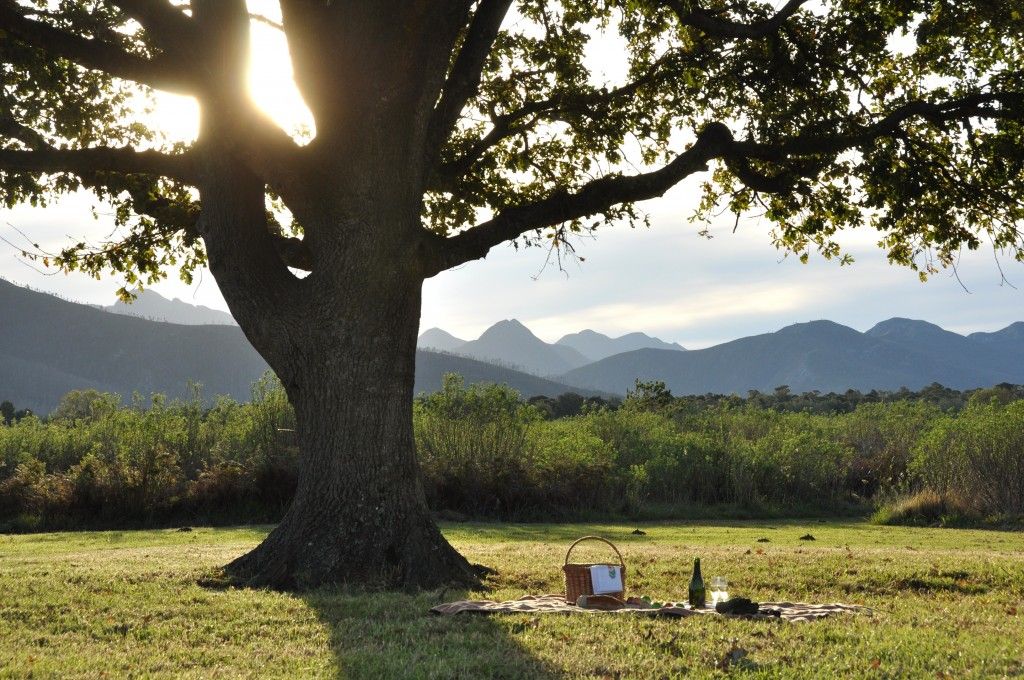 planes san valentin picnic